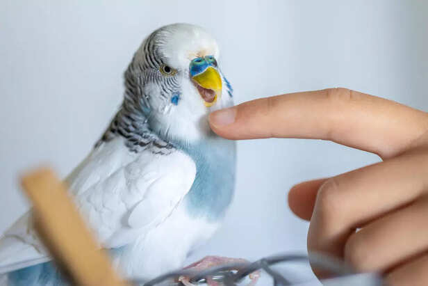 Choosing the Right Bird Breed and Understanding Limits