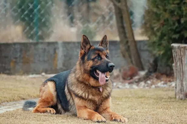 German Shepherds