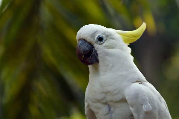 cockatoo nature