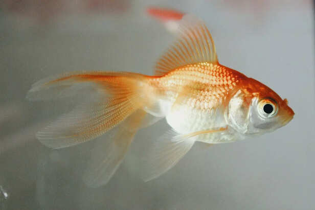 Fading Goldfish in Focus