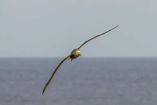 Glide of the Albatross