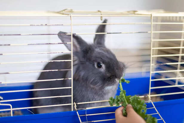 Be Experiencing Stress, Boredom, or Environmental Frustration