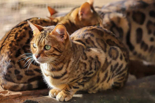 Bengal tracks