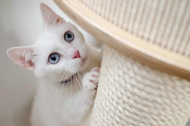 Japanese Bobtail cuteness