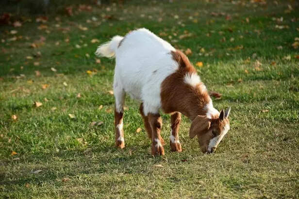 Goat eating grass