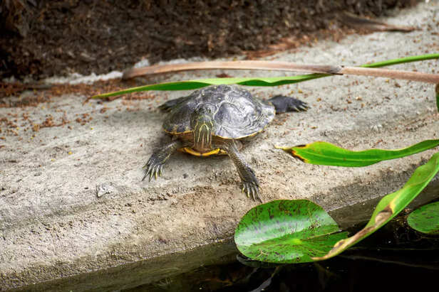 Physical Injuries and Genetic Deformities Can Affect Swimming Balance