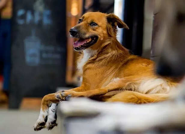 A dog lying on the floor