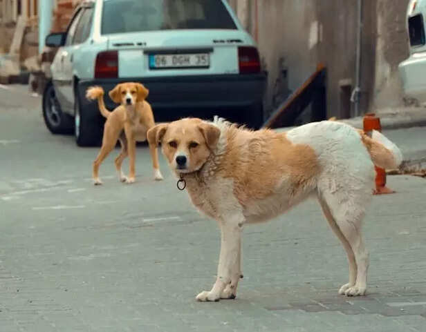 Dogs on the street
