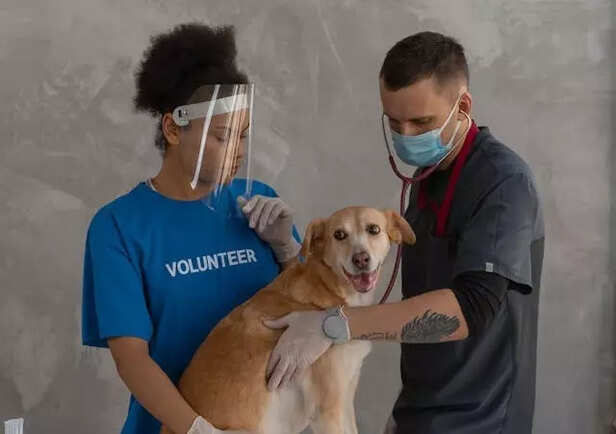 Vets checking a dog