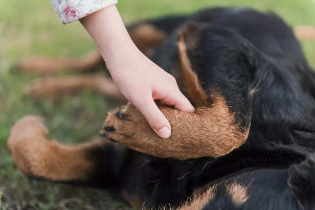 Frequent Paw Licking May Point to a Hidden Injury or Pain