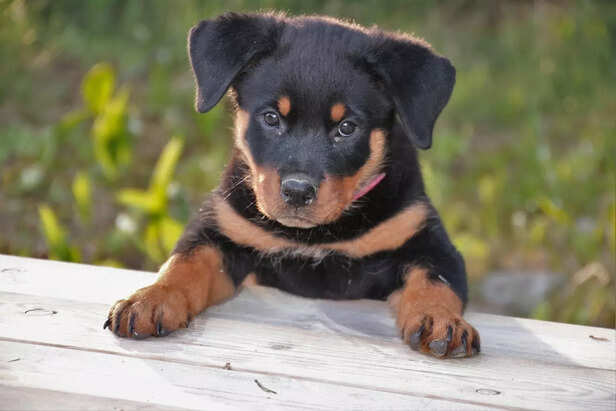 Rottweiler puppy