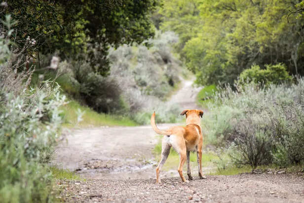 Lost Dogs Are Harder to Track in Nature