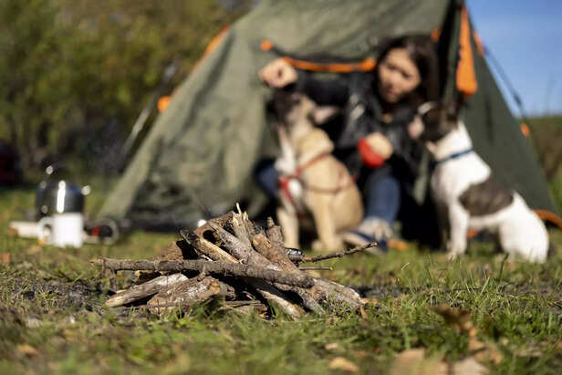 Campfire Settings Can Be Risky for Unwatched Dogs