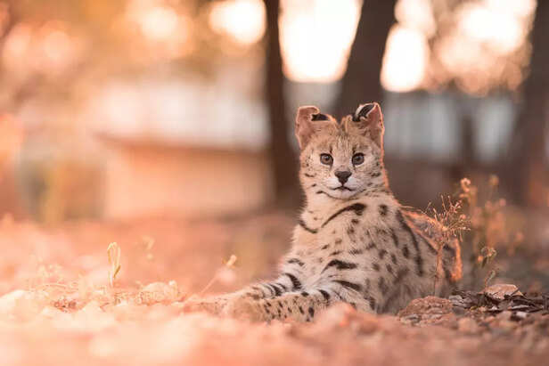 Savannah Cats
