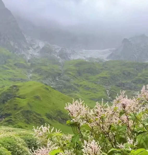 Valley of Flowers Trek (Image credit- instagram)