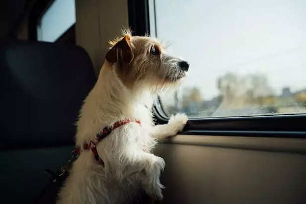 Dog looking out of train window