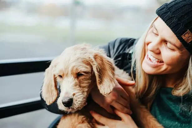 Dog travelling with pet parent
