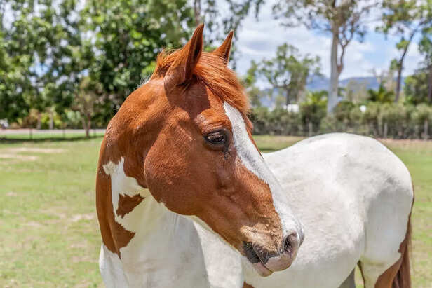 American Paint Horse.
