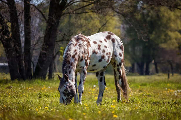 Appaloosa.