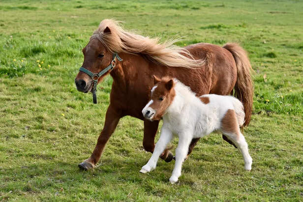 Shetland Pony.