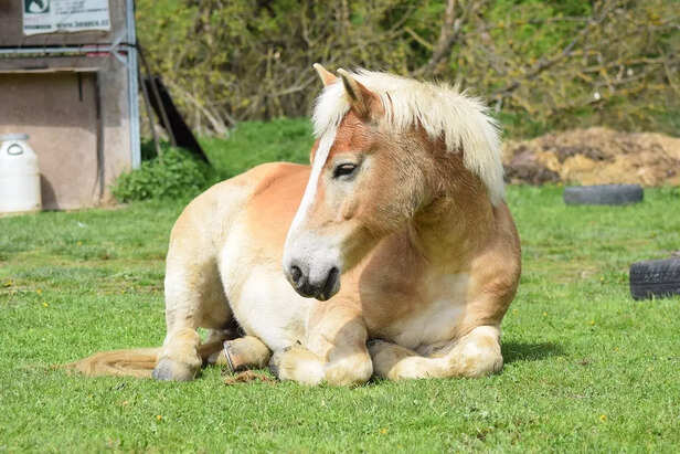 Haflinger .