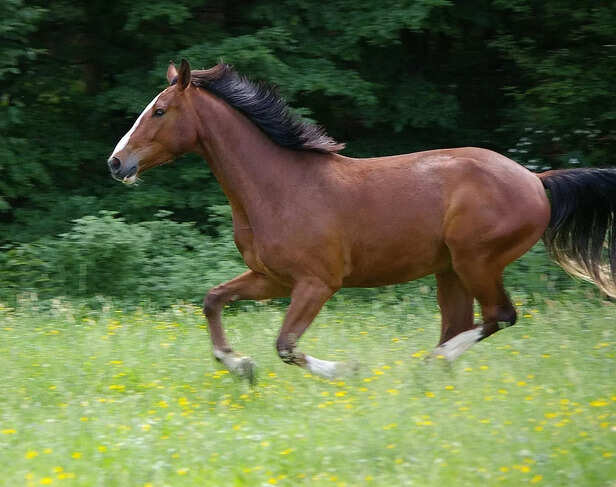 Dutch Warmblood.