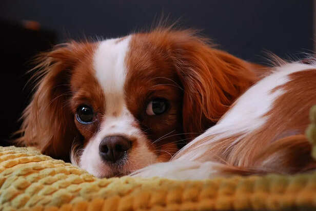 Cavalier King Charles Spaniel.