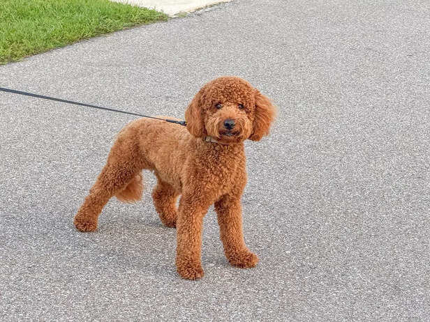 Toy Poodle : Miniature Poodle.