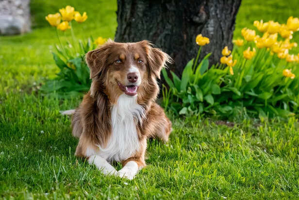 Australian Shepherd.
