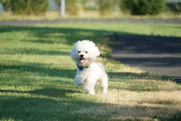 Bichon Frise.
