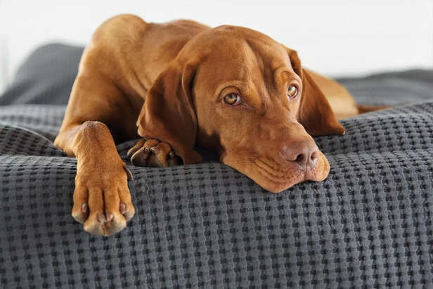 Vizsla.
