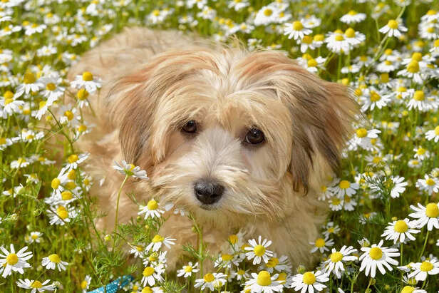 Havanese.