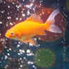 Goldfish in aquarium