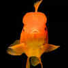 Goldfish close up