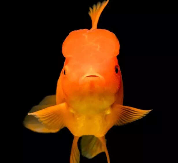 Goldfish close up