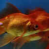 Goldfish swimming in fish tank