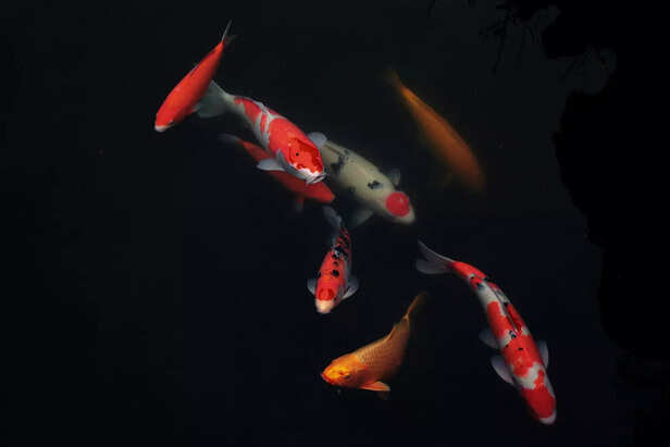 Koi Elegance