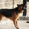 German shepherd barking