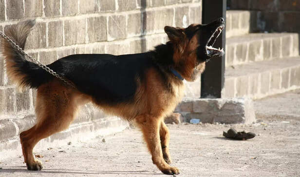 German shepherd barking