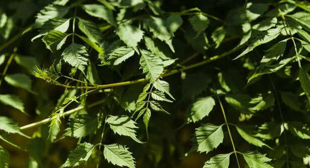 Neem Is the OG Ayurvedic Hack