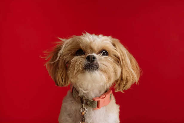 Can’t. Stop. Chewing