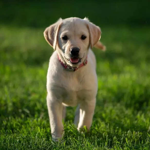 Labrador puppy