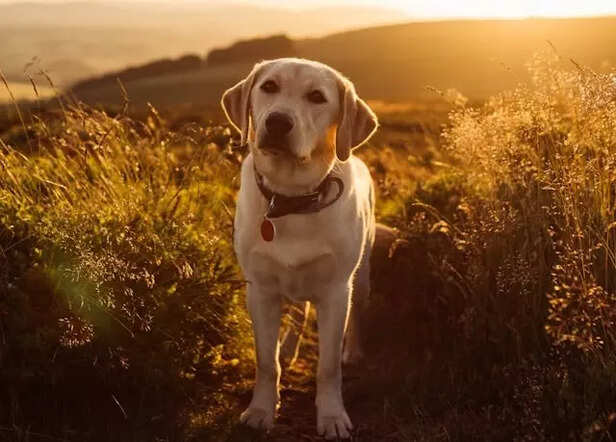 Labrador