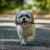Shih Tzu Walking on road