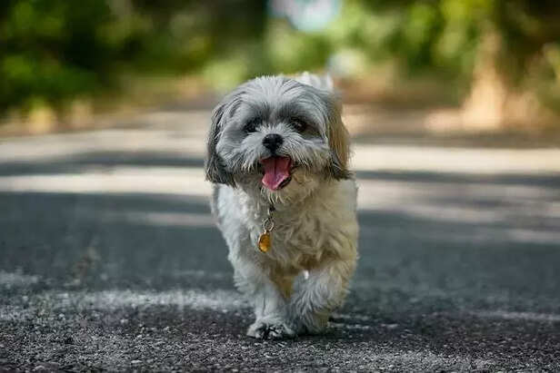 Shih Tzu Walking on road