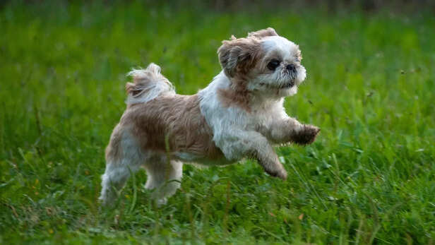 Shih Tzu
