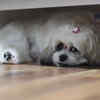 Shih Tzu hiding under bed