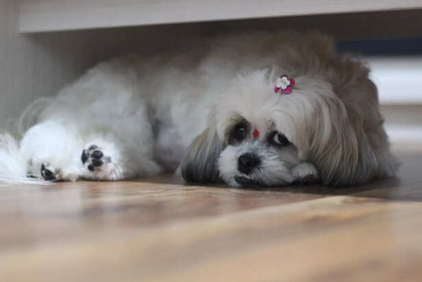 Shih Tzu hiding under bed
