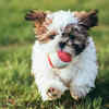 Shih Tzu playing