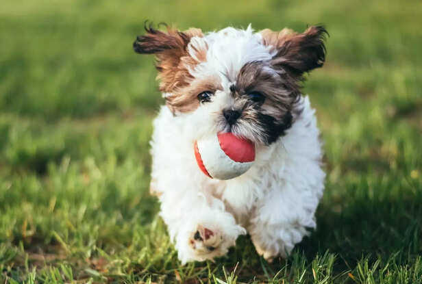 Shih Tzu playing